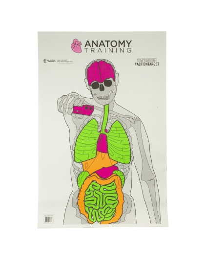 Action Target Anatomy Training Target, Multi Color, 23"x35", 100 Per Box